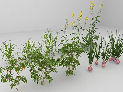 Different Fresh Vegetable Plants Featuring Green Leafy Vegetables Root Vegetables and Flowering Varieties 3d model