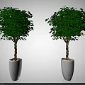 Two Lush Green Potted Bonsai Trees with Brown Trunks in White Pots Against Gray Background