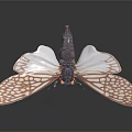Cicada with White Brown Patterned Wings Black Body and Red Head 3d model