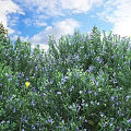 Lush Green Bushes With Purple Flowers And Yellow Blooms Under Blue Sky