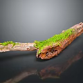 Rustic Wood Stone Branch Featuring Green Moss Natural Texture And Dark Background Reflection 3d model