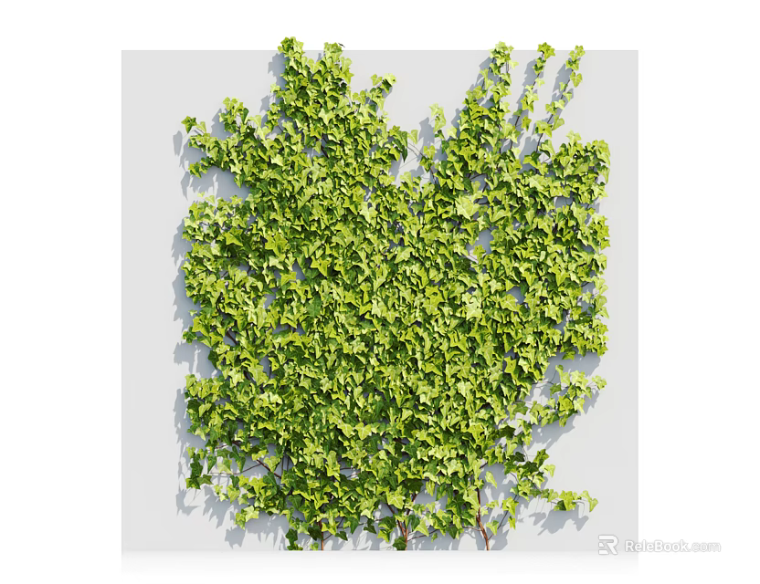 Lush Green Ivy Vine Covering Wall Surface With Dense Foliage And Natural Texture 3d model 