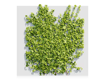 Lush Green Ivy Vine Covering Wall Surface With Dense Foliage And Natural Texture 3d model