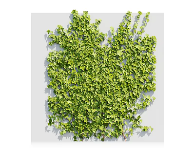 Lush Green Ivy Vine Covering Wall Surface With Dense Foliage And Natural Texture 3d model