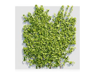 Modern Vine Plant 3d model