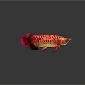 Shiny Red And Gold Arowana Aquatic Animal With Vibrant Scales Swimming Gracefully