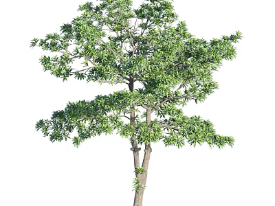 Healthy Arbor Tree with Lush Green Foliage and Strong Trunk Structure 3d model