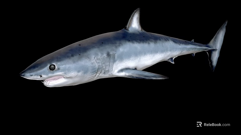 Realistic Gray Shark 3D Model With Open Mouth On Black Background 3d model 