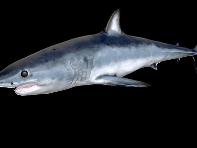 Realistic Gray Shark 3D Model With Open Mouth On Black Background 3d model