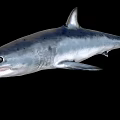Realistic Gray Shark 3D Model With Open Mouth On Black Background