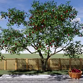 Fruit Bearing Tree With Red Fruits Near Wooden Fence And Basket On Paved Ground