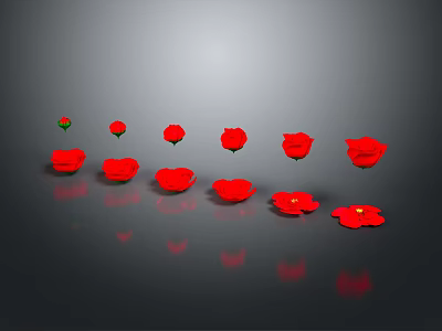 Red Flowers in Multiple Sizes and Blooming States on Black Background with Reflections 3d model