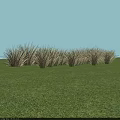 Lush Green Grassland With Yellow Grass Clumps Under Clear Blue Sky