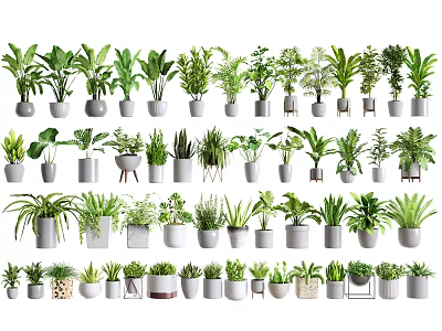 Different Types of Indoor Potted Plants in Modern Ceramic Pots for Interior Decor 3d model