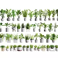 Different Types of Indoor Potted Plants in Modern Ceramic Pots for Interior Decor