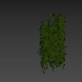 Lush Climbing Vines Covering White Pillar With Green Leaves Near Walking Woman