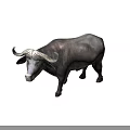 Full Body View Of Gray Buffalo With Curved Horns Standing On Gray Background