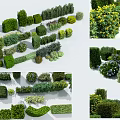 Various Types Of Decorative Shrubs With Different Shapes And Foliage For Garden Landscape Design