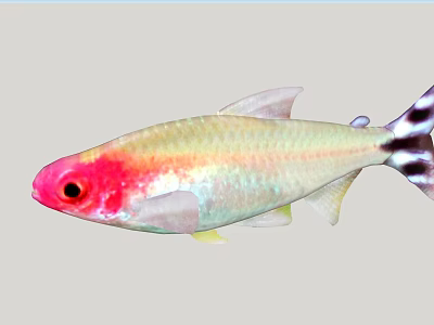 Aquarium Fish With Red Head Gold Silver Body And Black White Striped Tail 3d model