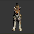 Brown And Yellow Jackal With Pointed Ears Long Tail Standing On Black Background