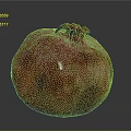 Fresh Ripe Pomegranate With Red Pink Skin And Crown On Dark Background
