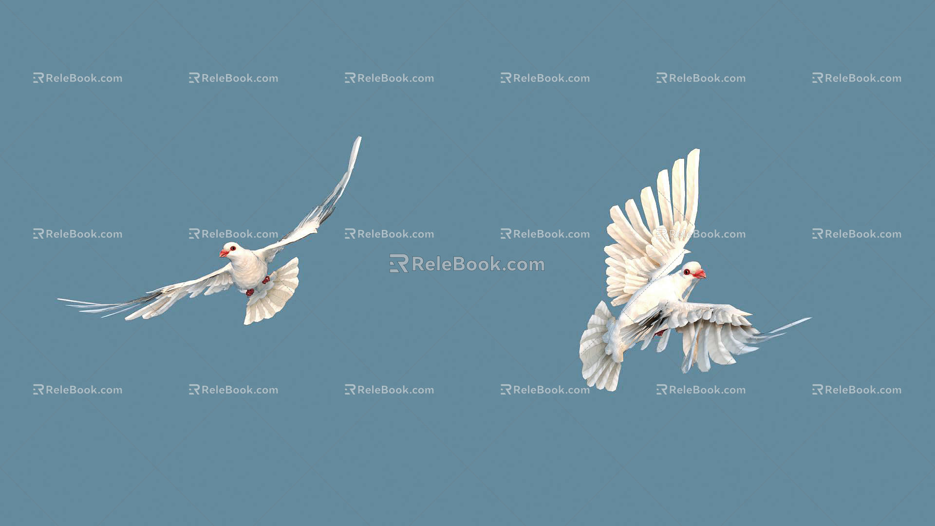 Modern pigeons 3d model