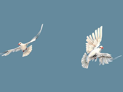 Two White Doves Flying Gracefully In Blue Sky With Spread Wings 3d model