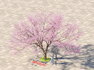 Tall Tree With Pink Blossoms And Person Standing Under On Paved Ground 3d model