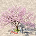 Tall Tree With Pink Blossoms And Person Standing Under On Paved Ground