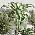Indoor Potted Plants with Various Green Foliage and Decorative Ceramic Pots for Modern Home Decoration