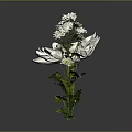 White Flowers Plant With Large Single Bloom And Multiple Small Blossoms Green Leaves