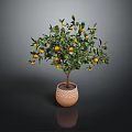 Potted Citrus Tree with Yellow Fruits in Brown Patterned Pot Against Dark Background