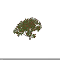 Arbor with Red Flowers Green Leaves and White Trunk and Human Figure for Scale