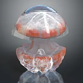 Stunning Underwater Jellyfish With Transparent Bell And Red Semi-transparent Tentacles