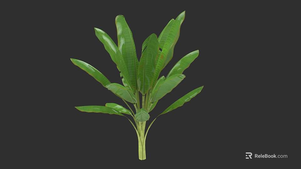 Banana Tree Featuring Lush Large Green Leaves And Strong Stem Structure 3d model 