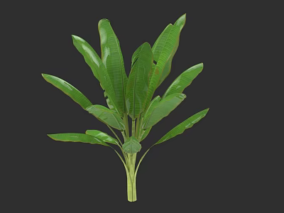 Banana Tree Featuring Lush Large Green Leaves And Strong Stem Structure 3d model