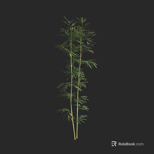 Tall Bamboo Plant With Green Leaves And Slender Stems On Black Background 3d model 