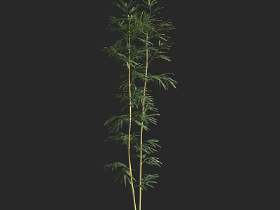 Tall Bamboo Plant With Green Leaves And Slender Stems On Black Background 3d model