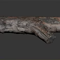 Natural Wood Log With Rough Surface Cross Section And Natural Texture On Smooth Reflective Surface 3d model