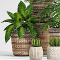 Various Green Potted Plants in Wicker Baskets for Indoor Decoration 3d model