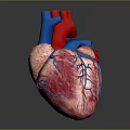 Human Chest Organ 3D Model of Heart With Red Pink Blue Vessels and Anatomical Structure