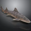 Spotted Shark 3D Rendered Model With Detailed Body Patterns And Smooth Texture 3d model