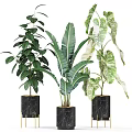 Potted Green Plants With Monstera Banana Leaf In Black Marble Planters For Indoor Decorative Foliage