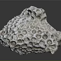 Coral Polyps Calcareous Structure Featuring Honeycomb Holes And Natural White Form
