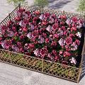 Garden Landscape With Square Flower Bed Wooden Lattice Fence And Pink Purple Flowers