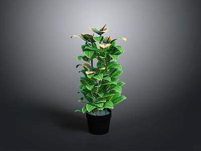 Green Potted Plant With Broad Leaves In Black Pot On Gray Background 3d model