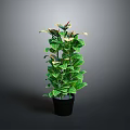 Green Potted Plant With Broad Leaves In Black Pot On Gray Background