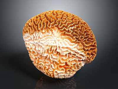 Natural Organ Structure and Hair like Fibers with Brown White Complex Textures 3d model