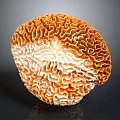Natural Organ Structure and Hair like Fibers with Brown White Complex Textures