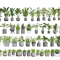 Different Types of Indoor Potted Plants in Modern Ceramic Pots for Interior Decor